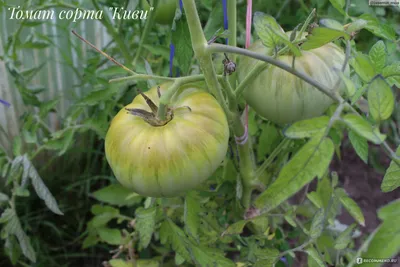 Семена томатов Dwarf Copperhead (Медная голова) - Сортовые семена Mr.Pomidor
