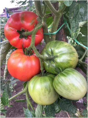 Семена томатов \"Колхозница\" 25 шт. — купить в интернет-магазине по низкой  цене на Яндекс Маркете