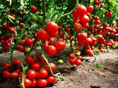 дыня Колхозница, петуния Триумф розовая - Альбомы - tomat-pomidor.com