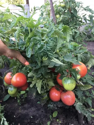 Семена томатов Колхозница