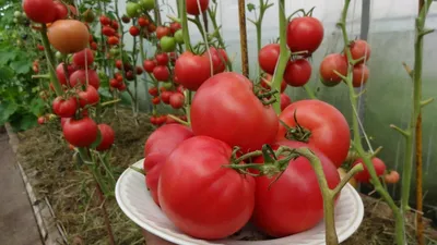 Семена Помидор Колхозница – купить в интернет-магазине OZON по выгодной  цене в Беларуси