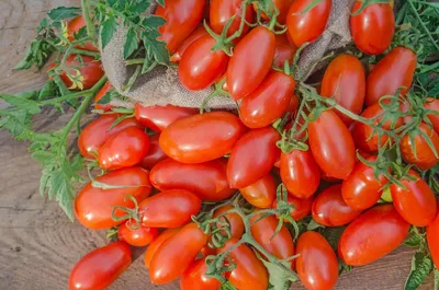Купить самарские и сызранские семена томатов