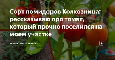 Сорт помидоров Колхозница: рассказываю про томат, который прочно поселился  на моем участке | Огородные шпаргалки | Дзен