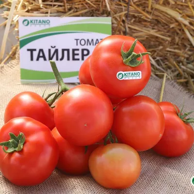 Семена томата ПОИСК Джина ТСТ (А) 0,1 г — цена в Оренбурге, купить в  интернет-магазине, характеристики и отзывы, фото