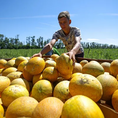 Томат Черри Малиновый Земледелец F1 - семена овощей купить в Астане с  доставкой почтой по Казахстану