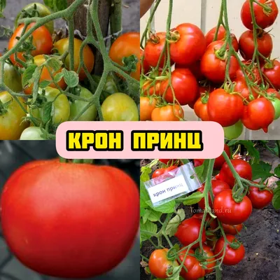 Семена Крыма - Томат Крон Принц