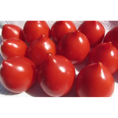 Семена томатов on Instagram: \"✓ Томат Крон Принц ✓ Ранний индетерминантный,  урожайный, кистевой сорт томата для теплиц и открытого грунта. ✓ Плоды  округло-цилиндрические с носиком, плотные очень красивого ярко красного  цвета, весом
