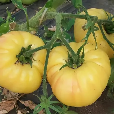 Советы селекционера по выращиванию помидоров