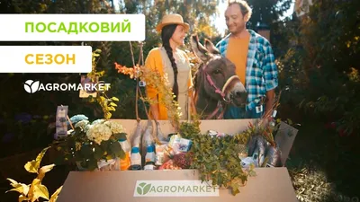Коллекция семян «Томаты Тарасенко» | ОГОРОД.сайт