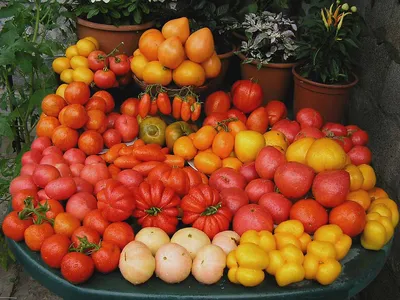 Купить семена томатов в Минске