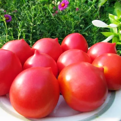 Кронпринц - К — сорта томатов - tomat-pomidor.com - отзывы на форуме |  каталог