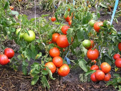 Помидоры? Фиолетовые? Они же красные!Классификация томатов по цвету! |  Ольга Нарышкина | Дзен