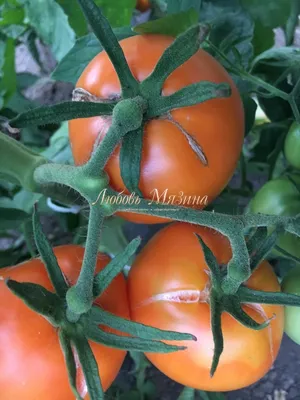 Коллекционные семена помидоров почтой 2016-2017 | Виноград.Онлайн
