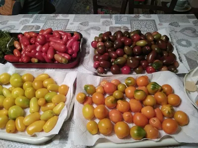 Семена помидоров купить в Одессе: цена, отзывы