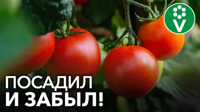 Советы селекционера по выращиванию помидоров