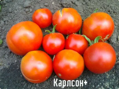 Пипочные\" сорта томатов - Сорта томатов - tomat-pomidor.com - форум