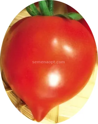 Продаю рассаду томатов и перца коллекционных сортов - Страница 4 - Форум  Дачный ответ Галактики