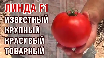 Линда F1 - семена томатов, 1 000 семян, Sakata seeds/Саката сидз (Япония) -  купить в интернет-магазине fremercentr.ru быстрая доставка. Почтой или ТК.