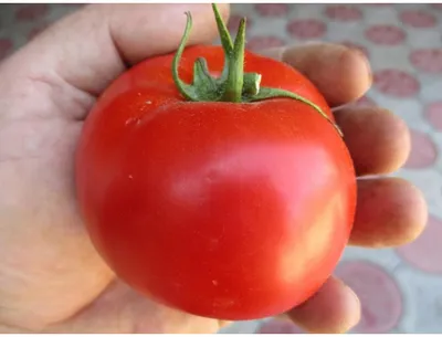 Обзор красного томата ЛИНДА F1 - Круглый товарный помидор - YouTube