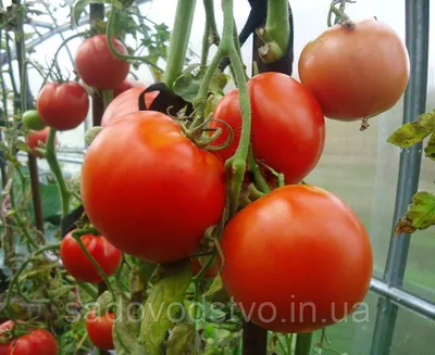 Купить семена томата Машенька в Одесской области от компании \"СПД Дубинчук\"