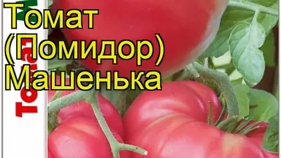 Томат Машенька 0.15 г Gl Seeds - купить по лучшей цене в Днепропетровской  области от компании \"Agroretail.com.ua\" - 522258785