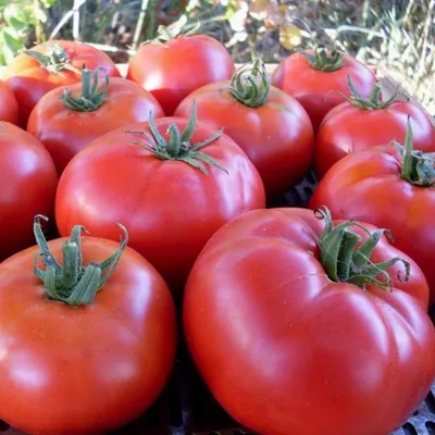 Какие бывают томаты: классификация видов, групп и сортов | На грядке  (Огород.ru)