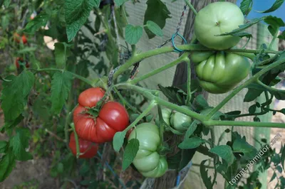 Семена томатов : Семена томат Машенька
