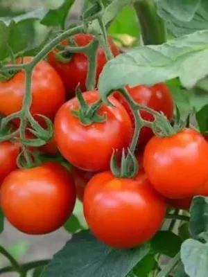 Машенька от Сибсада - Альбомы - tomat-pomidor.com