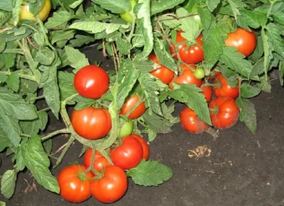 Обзор моего урожая помидоров. Самые вкусные🍅 | Все на дачу! | Дзен