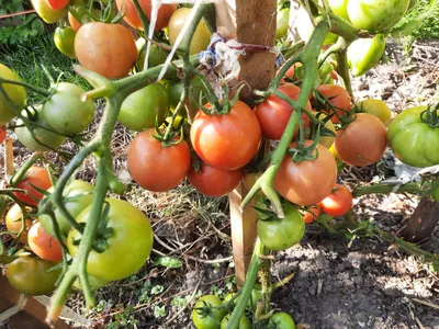Томат Москвич: характеристика и описание сорта в 2023 г | Выращивание  томатов, Помидоры, Растения