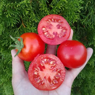 Томаты Агрофирма Аэлита помидоры томаты. Набор 5 упаковок. Овощи для сада и  огорода. - купить по выгодным ценам в интернет-магазине OZON (1156169576)