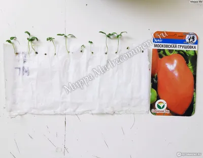 Семена томатов часть 3 в дар (Москва). Дарудар