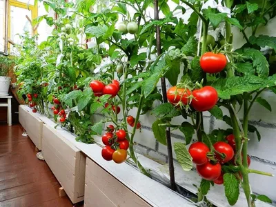 Помидоры НА БАЛКОНЕ. Узнай правила выращивания и сорта томатов для балкона.  | Ваша Дача | Дзен