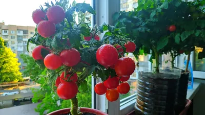 Томаты на балконе. Результат выращивания томата сорта Красная Шапочка на  подоконнике. - YouTube