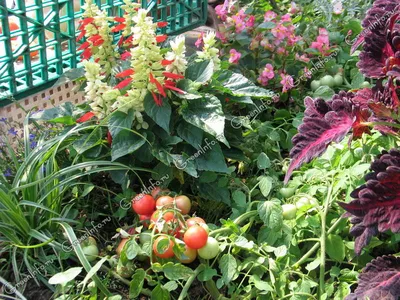 Выращивание томатов на балконе