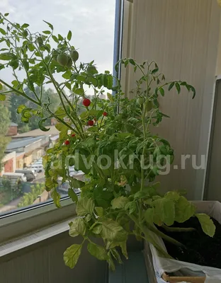 Растим балконный сорт томатов — легко и просто! | Дом | WB Guru