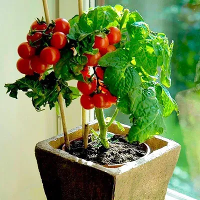 Как вырастить помидоры в горшках, плюсы и минусы. | Sadvokrug | Дзен
