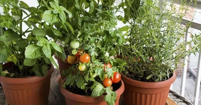 Помидоры для балкона: сорта, выращивание и уход