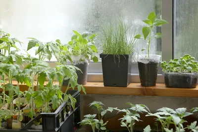 Как вырастить ампельные помидоры на балконе — Дом