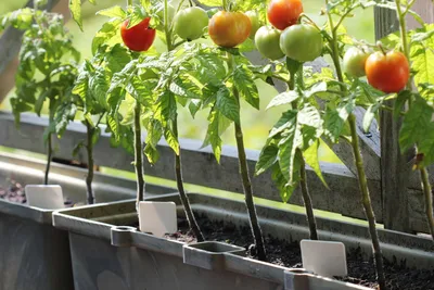 баллон : спелые помидоры на балконе в жилом доме Стоковое Изображение -  изображение насчитывающей пук, расти: 230996805