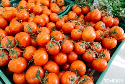 Карликовые помидоры для космоса и четырехцветный перец. Как выглядит балкон  городского огородника из Минска?
