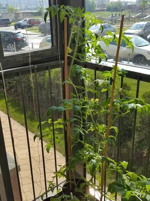 Выращиваю помидоры на балконе в 2016 году