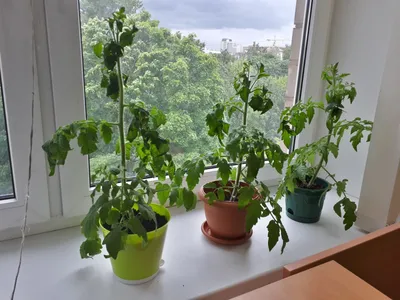 Помидоры Черри на балконе или лоджии: как посадить и вырастить