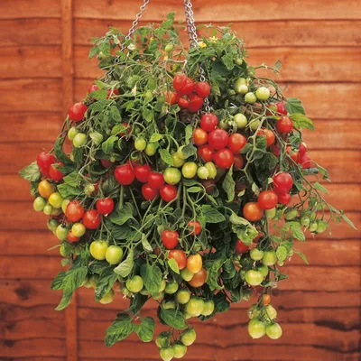 И дача не нужна: как вырастить помидоры у себя на балконе — TOMSK.RU