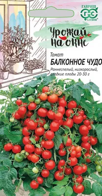 Как получить вкусный и богатый урожай томатов, лучшие сорта, правила  посадки рассады и пикировки - 7 марта 2022 - НГС