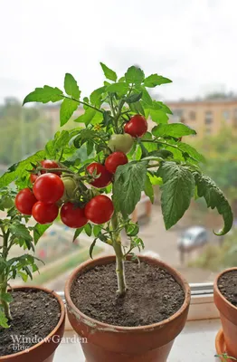 Завод помидоры на балконе с зеленым и красным фрукты Стоковое Изображение -  изображение насчитывающей снаружи, еда: 186340043