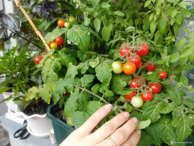 Помидоры на балконе: выращивание комнатных растений, фото и видео | Hanging  tomato plants, Tomato garden, Veggie garden