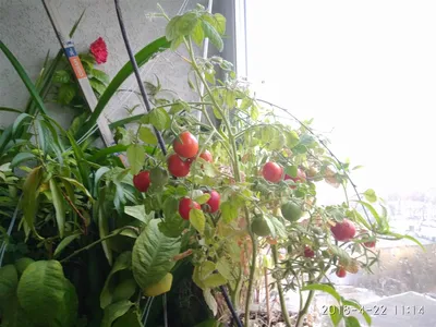 помидоры растут в ведре на балконе. зеленые фрукты на ветках Стоковое  Изображение - изображение насчитывающей не, здорово: 260295133