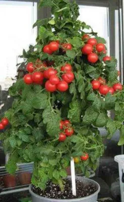 Много света и правильный грунт. Как вырастить томаты на балконе |  САД-ОГОРОД | АиФ Челябинск