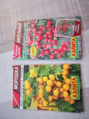 Мурманчанка вырастила помидоры на подоконнике | Телекомпания ТВ21